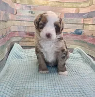 F1 Red Merle , a male Aussiedoodle for sale in Quartzsite, AZ – 2 of 5