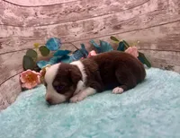 Toy Mini Red Tri Milky Way Blue Eyes, a female Miniature Australian Shepherd for sale in Quartzsite, AZ – 7 of 10