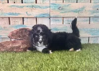 F1 Toy Mini Tuxedo Bi Black Scottsdale Blue Eyes, a male Miniature Aussiedoodle for sale in Quartzsite, AZ – 3 of 10
