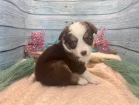 Toy Mini Red Tri Blue Eyes Milky Way, a female Miniature Australian Shepherd for sale in Quartzsite, AZ – 4 of 10