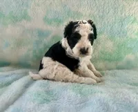 F2B Mini Black and White Parti Bi , a male Poodle - Miniature  and Miniature Aussiedoodle for sale in Quartzsite, AZ – 7 of 8
