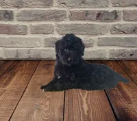 Beautiful F1 Black , a female Aussiedoodle for sale in Quartzsite, AZ – 6 of 7