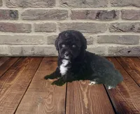 F1 Black and White Tuxedo Bi 2 Blue Eyes , a female Aussiedoodle for sale in Quartzsite, AZ – 8 of 8
