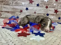 F2B Miniature Blue Merle Stunning , a male Aussiedoodle for sale in Quartzsite, AZ – 5 of 8