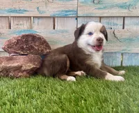 Handsome Toy Red Tri Blue Eyes, a male Toy Australian Shepherd for sale in Quartzsite, AZ – 3 of 10