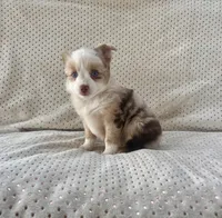 Toy Mini Red Merle Blue Eyes Sunday, a female Toy Australian Shepherd for sale in Quartzsite, AZ – 2 of 10