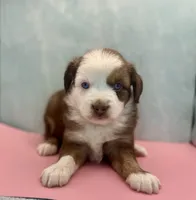 Toy Mini Red Tri Baby Boy Blue Eyes, a male Miniature Australian Shepherd for sale in Quartzsite, AZ – 6 of 8