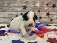 Mini F2B Black White Parti , a male Aussiedoodle for sale in Quartzsite, AZ – 3 of 9