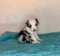 Blue Merle Blue Eyes, a female Toy Australian Shepherd for sale in Quartzsite, AZ – 2 of 5