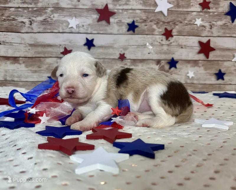 Toy Mini F1 Red Merle Parti  – Miniature Aussiedoodle puppy for sale in Quartzsite, AZ