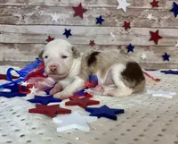 Toy Mini F1 Red Merle Parti , a female Miniature Aussiedoodle for sale in Quartzsite, AZ – 1 of 9