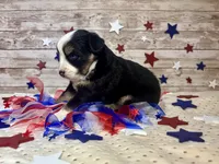 Toy Mini Beautiful Tri Sweet Tamale , a female Miniature Australian Shepherd for sale in Quartzsite, AZ – 3 of 9