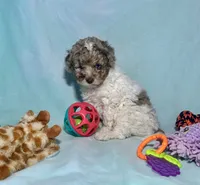 Mini Red Merle Parti F2B , a male Aussiedoodle for sale in Quartzsite, AZ – 3 of 7