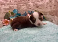 Toy Mini Red Tri Milky Way Blue Eyes, a female Miniature Australian Shepherd for sale in Quartzsite, AZ – 8 of 10