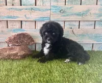 Toy Mini F1 Tuxedo Bi Tempe Blue Eyes, a female Miniature Aussiedoodle for sale in Quartzsite, AZ – 4 of 10