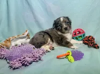Toy Mini Blue Merle Stunning , a male Miniature Australian Shepherd and Toy Australian Shepherd for sale in Quartzsite, AZ – 4 of 10