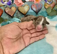 F2B Miniature Blue Merle Sweet Potato , a male Aussiedoodle for sale in Quartzsite, AZ – 3 of 5