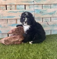 F1 Toy Mini Tuxedo Bi Black Scottsdale Blue Eyes, a male Miniature Aussiedoodle for sale in Quartzsite, AZ – 9 of 10