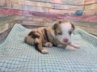 Toy Mini Red Merle Sunday, a female Miniature Australian Shepherd for sale in Quartzsite, AZ – 5 of 8