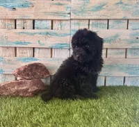 Gorgeous F1 Toy Mini Black Mesa, a female Miniature Aussiedoodle for sale in Quartzsite, AZ – 8 of 10