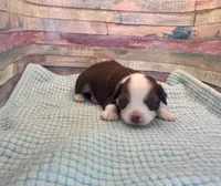 Toy Mini Red Tri Saturday, a male Miniature Australian Shepherd for sale in Quartzsite, AZ – 3 of 7