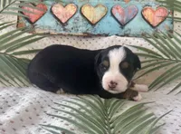 Toy Mini Tri with lots of Copper Sweet Tamale , a female Toy Australian Shepherd for sale in Quartzsite, AZ – 8 of 10
