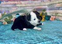 Split Face F1 Toy Mini Black Tri Beautiful , a male Miniature Aussiedoodle for sale in Quartzsite, AZ – 7 of 10