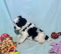 Mini F2B Parti Black and White , a male Aussiedoodle for sale in Quartzsite, AZ – 9 of 9