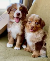 Toy Mini Coming Soon Expecting All Colors , a  Miniature Australian Shepherd for sale in Quartzsite, AZ – 10 of 10