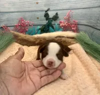 Toy Mini Red Tri Saturday , a male Miniature Australian Shepherd for sale in Quartzsite, AZ – 3 of 5