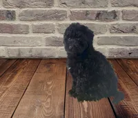 Beautiful F1 Black , a female Aussiedoodle for sale in Quartzsite, AZ – 2 of 7