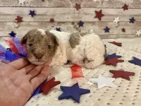 Miniature F2B Red Merle Parti, a male Aussiedoodle for sale in Quartzsite, AZ – 4 of 10