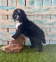 F1 Toy Mini Tuxedo Bi Black Scottsdale Blue Eyes, a male Miniature Aussiedoodle for sale in Quartzsite, AZ – 4 of 10