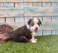 Gorgeous Red Tri Blue Eyes , a male Toy Australian Shepherd for sale in Quartzsite, AZ – 5 of 10