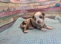 Toy Mini Red Merle Sunday, a female Miniature Australian Shepherd for sale in Quartzsite, AZ – 2 of 8