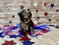 F2B Miniature Blue Merle Gorgeous , a female Aussiedoodle for sale in Quartzsite, AZ – 3 of 10