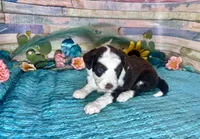Toy Mini F1 Red Tri Tuxedo Sweetheart , a male Miniature Aussiedoodle for sale in Quartzsite, AZ – 7 of 10