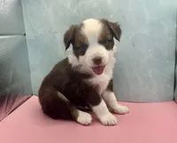 Toy Mini Red Tri Saturday Blue Eyes , a male Miniature Australian Shepherd for sale in Quartzsite, AZ – 1 of 6