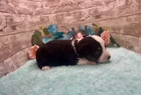 Toy Mini Black Tri Blye Eyes Almond Joy, a female Miniature Australian Shepherd for sale in Quartzsite, AZ – 8 of 10