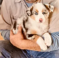 Coming Soon Toy Mini All Colors , a  Toy Australian Shepherd for sale in Quartzsite, AZ – 9 of 10