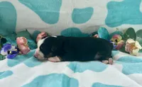 Toy Mini Tamale Gorgeous , a female Miniature Australian Shepherd for sale in Quartzsite, AZ – 2 of 10