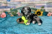 F2B Miniature Blue Merle Sweetheart, a female Aussiedoodle for sale in Quartzsite, AZ – 9 of 10