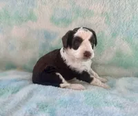 Toy Mini F1 Chocolate Red Tri Tuxedo Handsome, a male Aussiedoodle and Poodle - Miniature  for sale in Quartzsite, AZ – 3 of 7