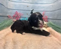 F1 Toy Mini Tuxedo Bi Black Scottsdale, a male Miniature Aussiedoodle for sale in Quartzsite, AZ – 8 of 10