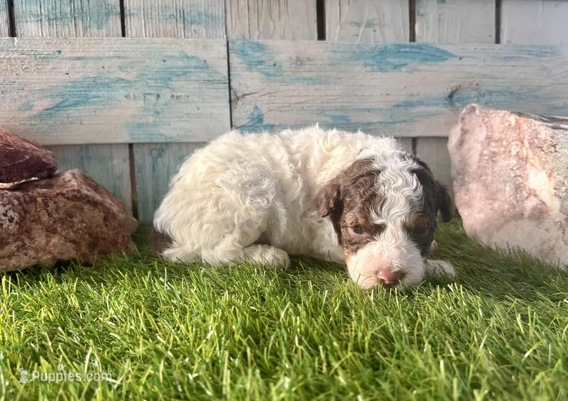 Toy Mini F2B Red Tri Parti – Poodle - Miniature , Miniature Aussiedoodle puppy for sale in Quartzsite, AZ