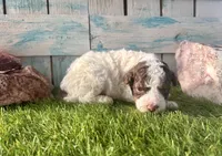 Toy Mini F2B Red Tri Parti, a male Poodle - Miniature  and Miniature Aussiedoodle for sale in Quartzsite, AZ – 1 of 7