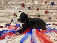 F1 Toy Mini Split Face Black Tri Rare Handsome, a male Miniature Aussiedoodle for sale in Quartzsite, AZ – 6 of 9