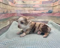 Toy Mini Red Merle Sunday, a female Miniature Australian Shepherd for sale in Quartzsite, AZ – 6 of 8