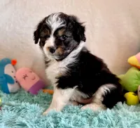 Toy Mini Aussiedoodle F1 Coming Soon All Colors, a  Miniature Aussiedoodle for sale in Quartzsite, AZ – 9 of 10