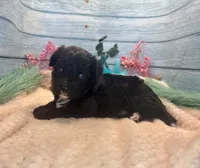 Toy Mini F1 Black and White Tuxedo Bi Tempe, a female Miniature Aussiedoodle for sale in Quartzsite, AZ – 6 of 9